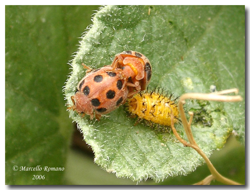 La coccinella del cocomero asinino: Henosepilachna elaterii